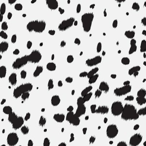 Dalmatian 